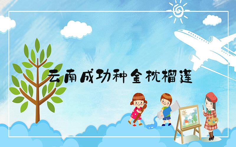 云南成功种金枕榴莲