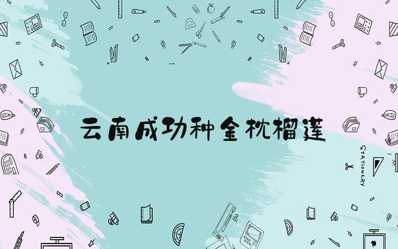 云南成功种金枕榴莲