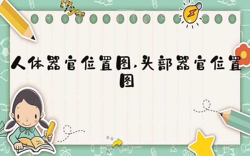 人体器官位置图 头部器官位置图