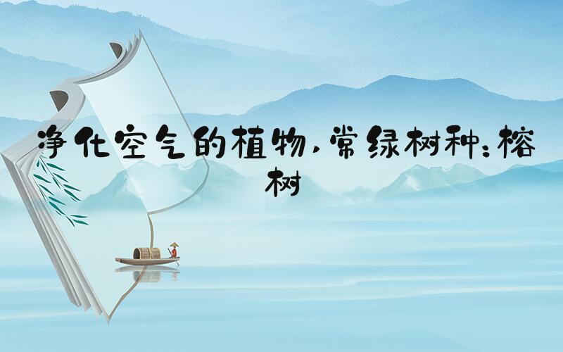 净化空气的植物 常绿树种：榕树