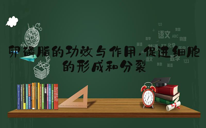 卵磷脂的功效与作用 促进细胞的形成和分裂