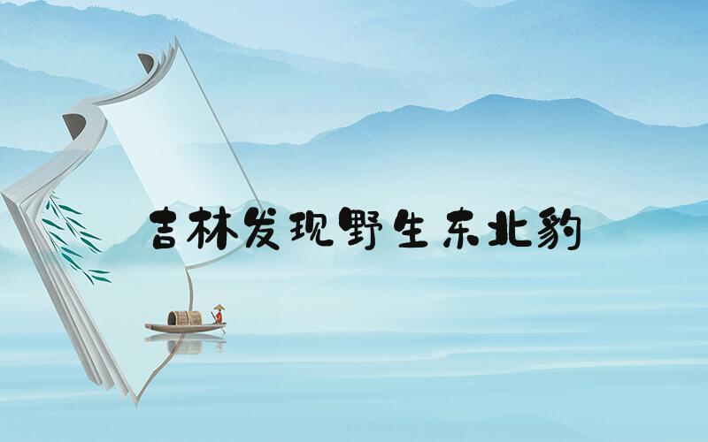 吉林发现野生东北豹