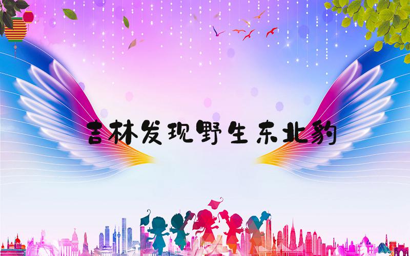 吉林发现野生东北豹