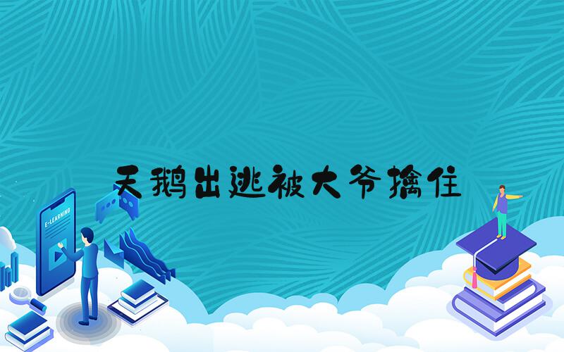天鹅出逃被大爷擒住