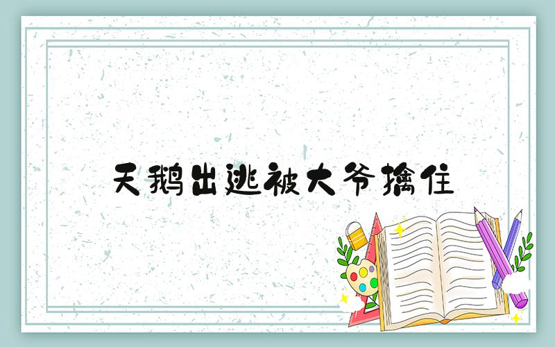 天鹅出逃被大爷擒住