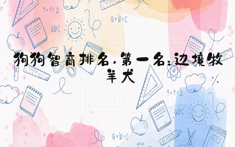 狗狗智商排名 第一名：边境牧羊犬