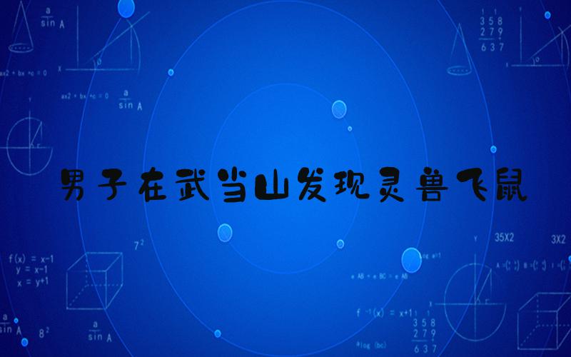 男子在武当山发现灵兽飞鼠