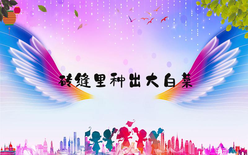 砖缝里种出大白菜