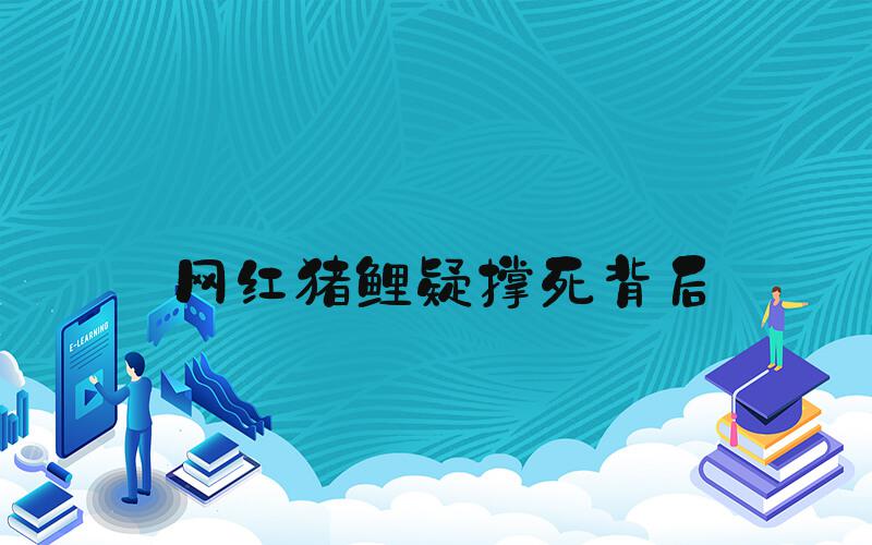 网红猪鲤疑撑死背后
