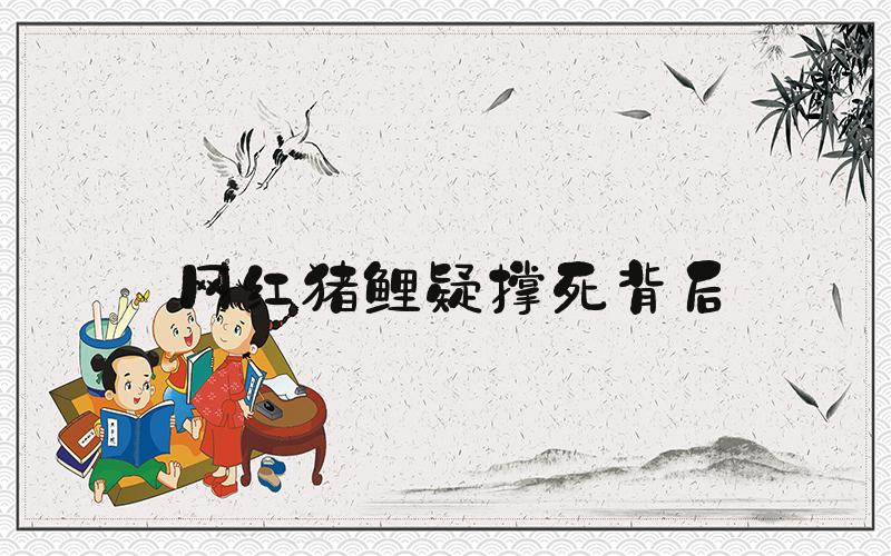 网红猪鲤疑撑死背后