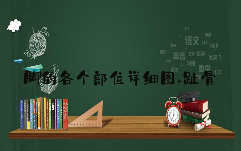 脚的各个部位详细图 趾骨