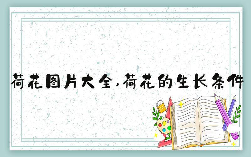 荷花图片大全 荷花的生长条件