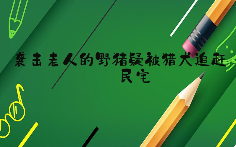 袭击老人的野猪疑被猎犬追赶进民宅