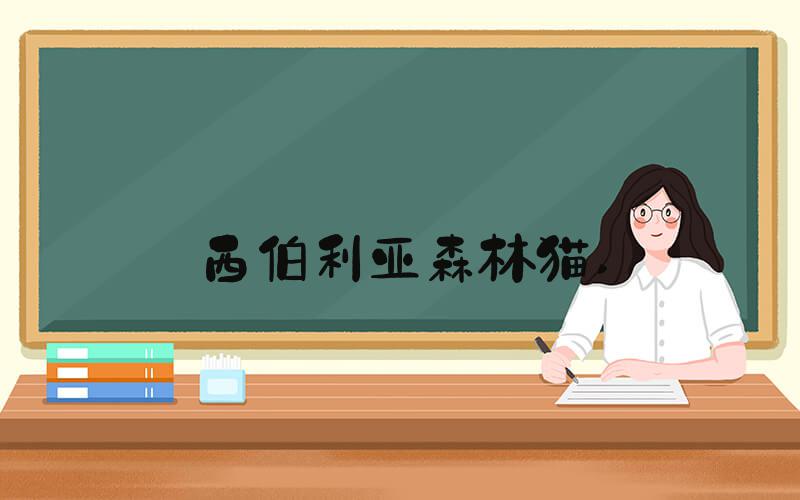 西伯利亚森林猫 