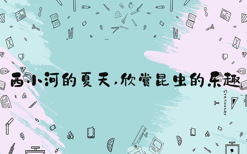西小河的夏天 欣赏昆虫的乐趣