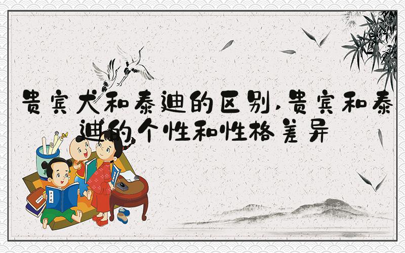 贵宾犬和泰迪的区别 贵宾和泰迪的个性和性格差异