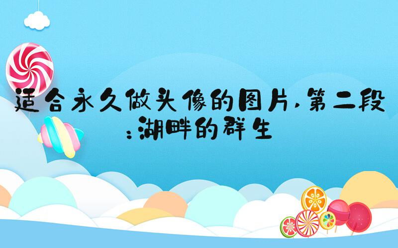 适合永久做头像的图片 第二段：湖畔的群生