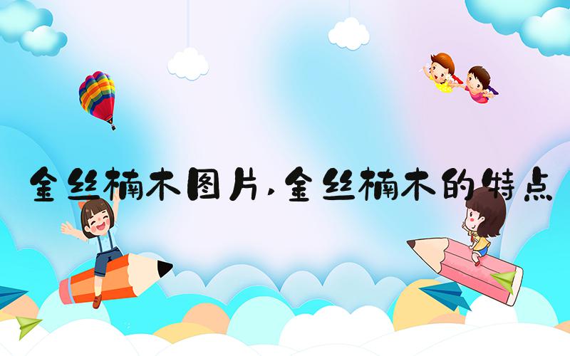 金丝楠木图片 金丝楠木的特点