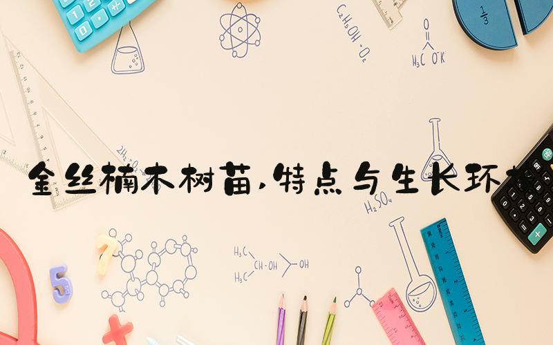 金丝楠木树苗 特点与生长环境