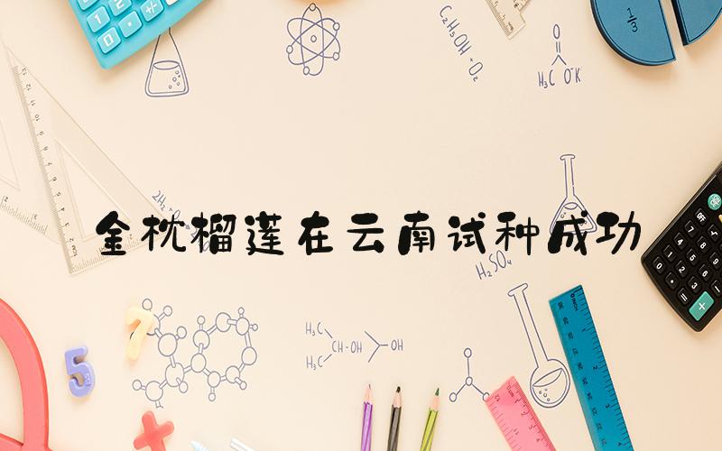金枕榴莲在云南试种成功