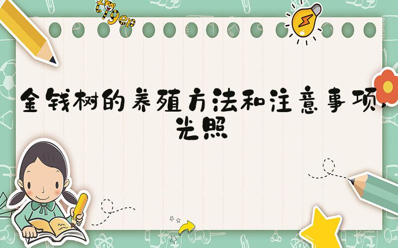 金钱树的养殖方法和注意事项 光照