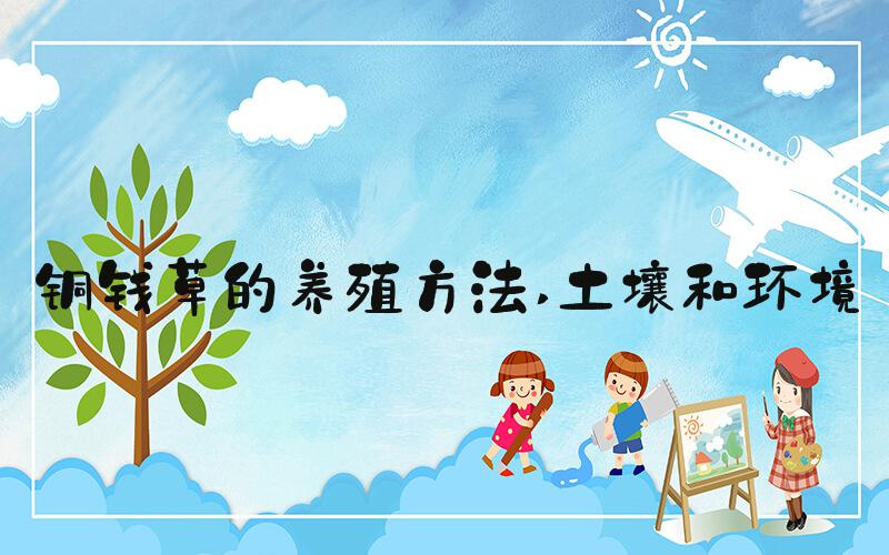 铜钱草的养殖方法 土壤和环境